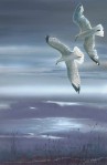 Two Seagulls (Friends) 18.5"x28.75"